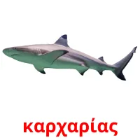 καρχαρίας picture flashcards