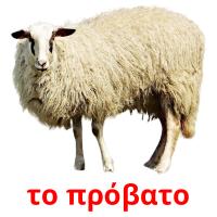 το πρόβατο card for translate