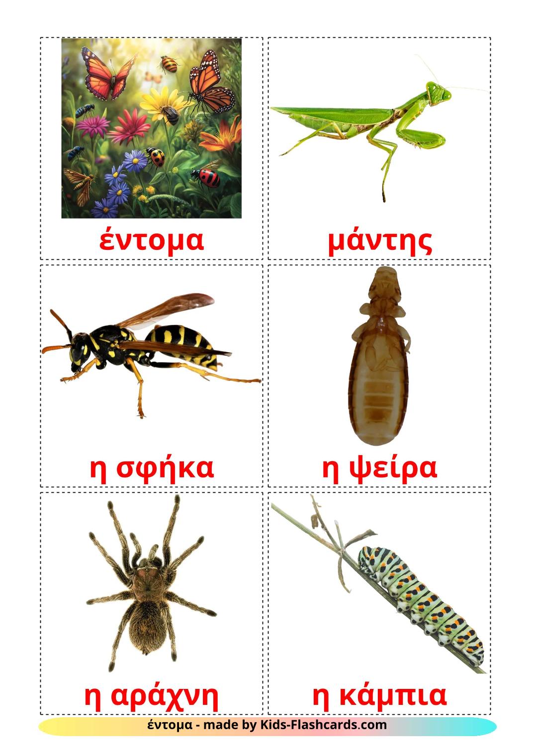 Insects - 24 Free Printable greek Flashcards 