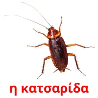 η κατσαρίδα picture flashcards