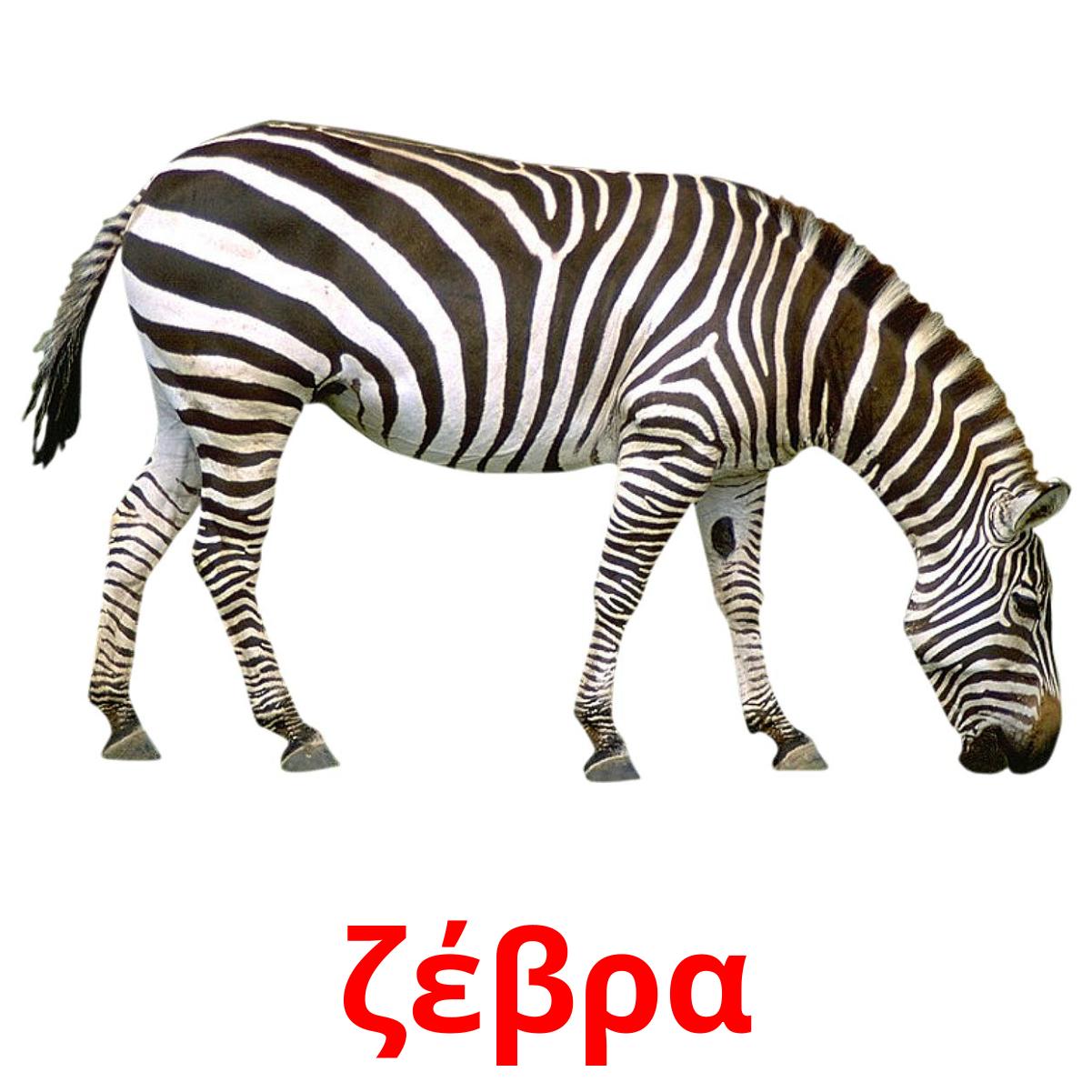 Зебра на английском