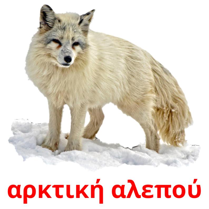 αρκτική αλεπού Tarjetas didacticas