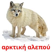 αρκτική αλεπού flashcards illustrate