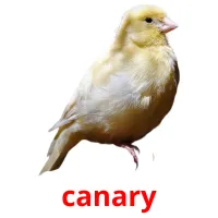 canary picture flashcards