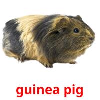 guinea pig picture flashcards