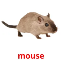 mouse picture flashcards