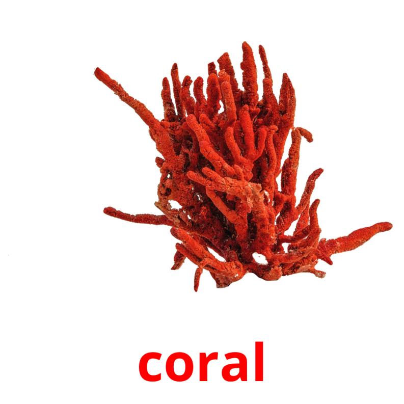 coral Bildkarteikarten