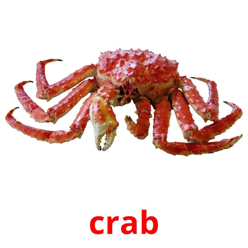 crab Tarjetas didacticas