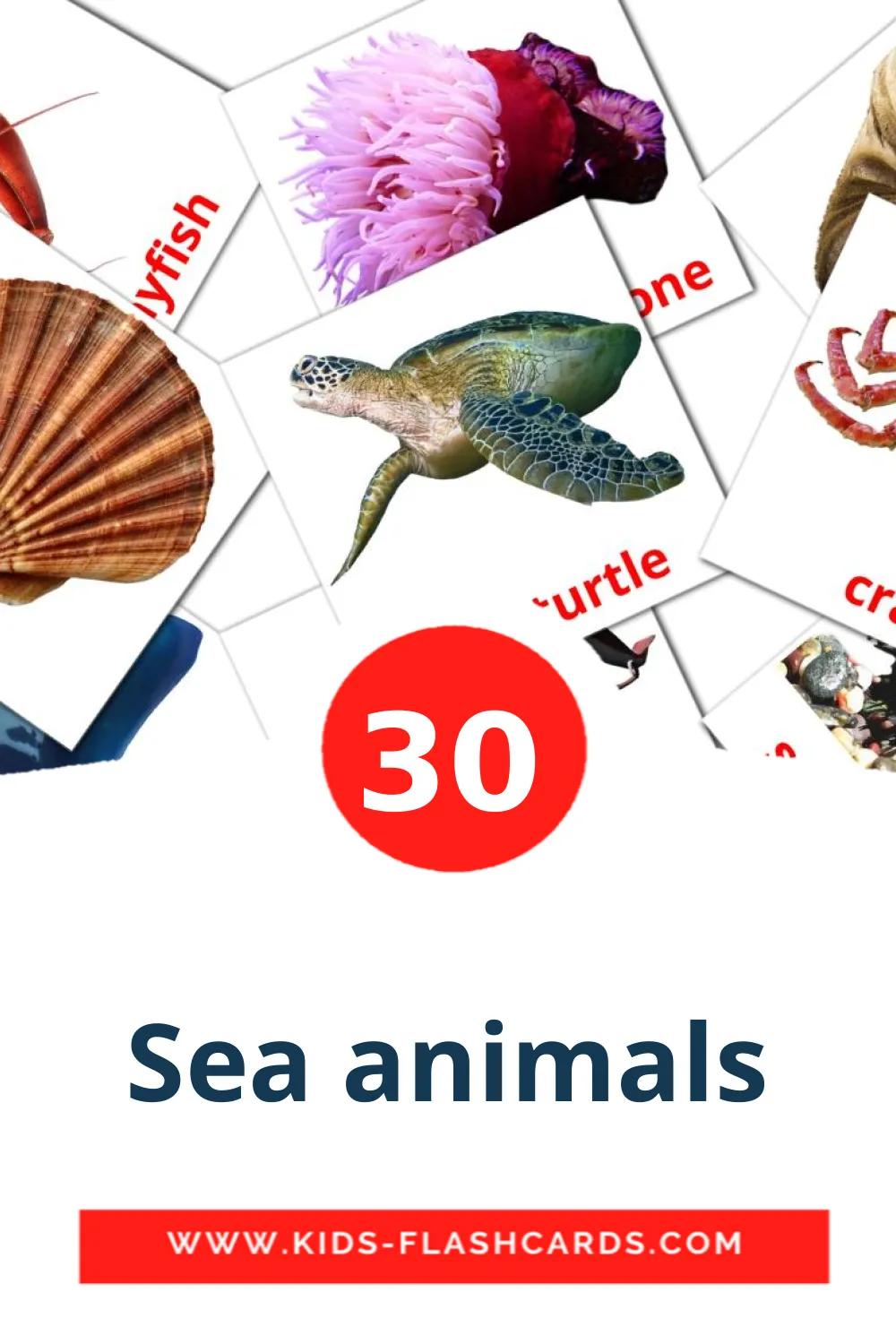 30 Sea animals fotokaarten voor kleuters in het engels