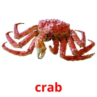 crab ansichtkaarten