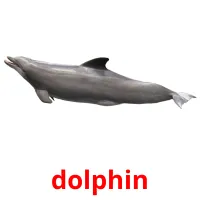 dolphin cartões com imagens