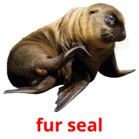 fur seal cartões com imagens