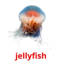 jellyfish cartões com imagens