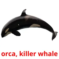 orca, killer whale cartões com imagens