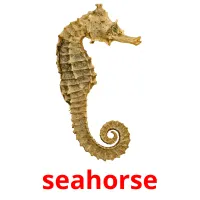 seahorse cartões com imagens