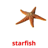 starfish cartões com imagens