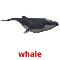 whale ansichtkaarten