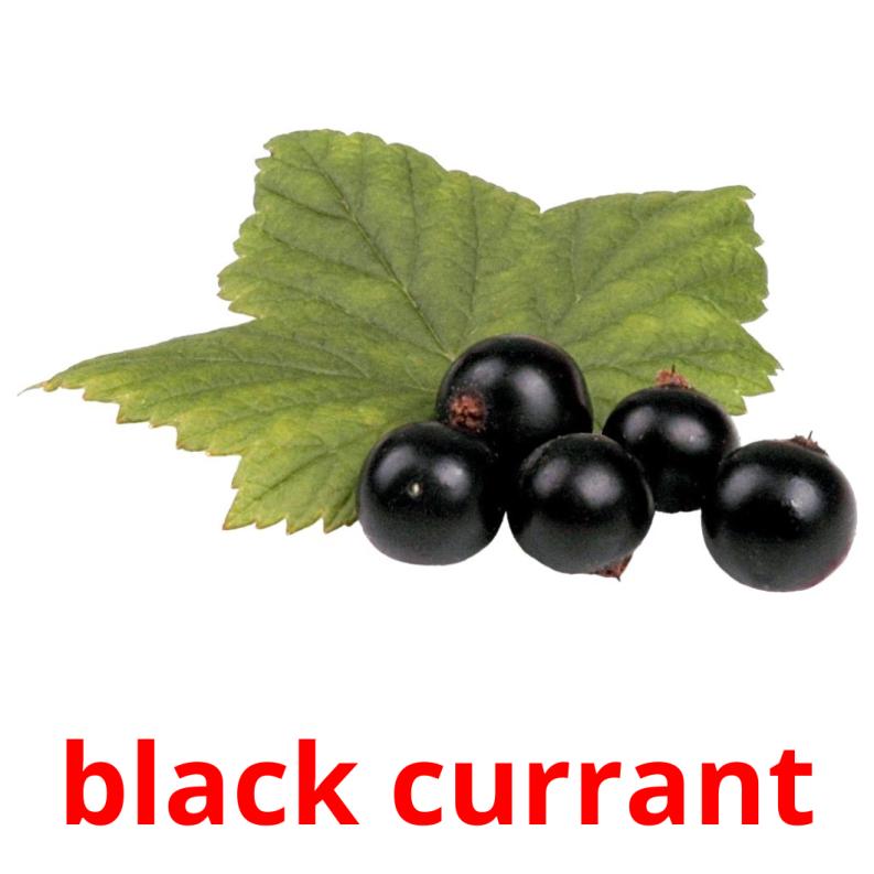 black currant picture flashcards