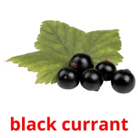 black currant flashcards illustrate