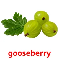 gooseberry flashcards illustrate