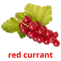 red currant flashcards illustrate