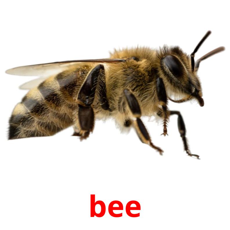 bee picture flashcards