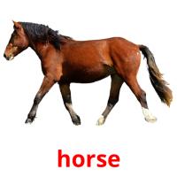 horse picture flashcards