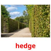 hedge card for translate