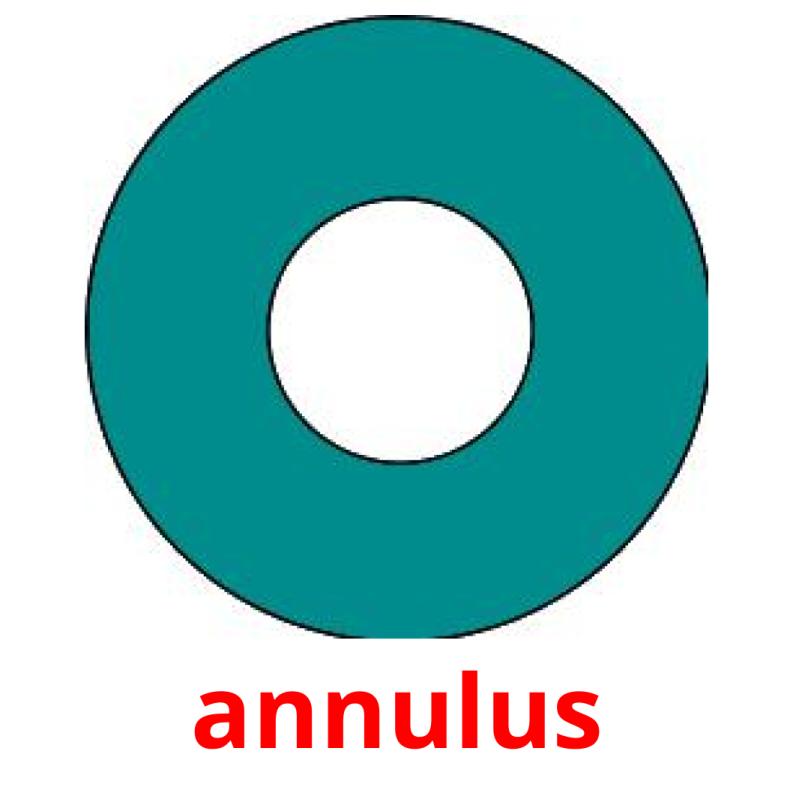 annulus picture flashcards