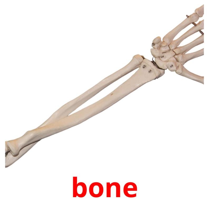 bone Bildkarteikarten