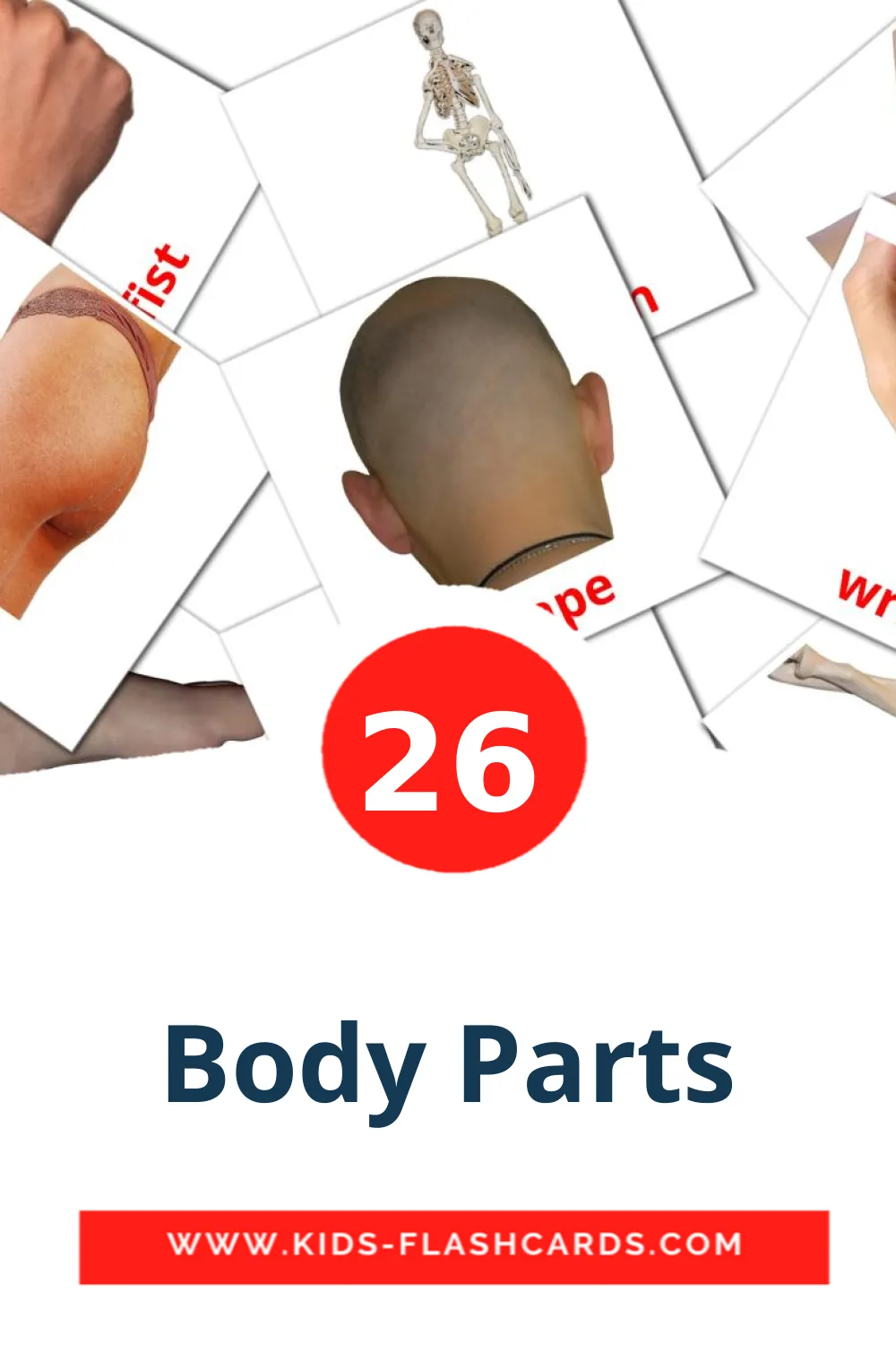 Body Parts на английском для Детского Сада (26 карточек)