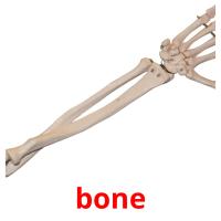 bone picture flashcards