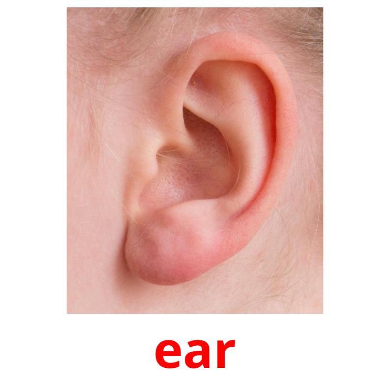 ear picture flashcards