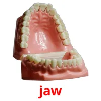 jaw picture flashcards