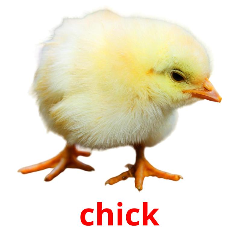 chick picture flashcards