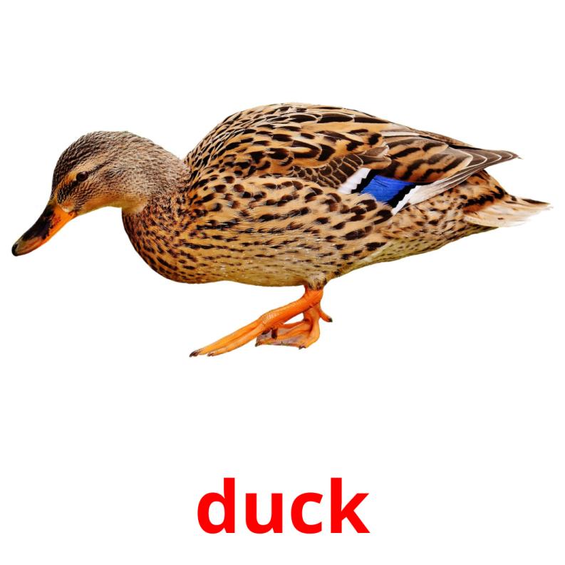 duck picture flashcards