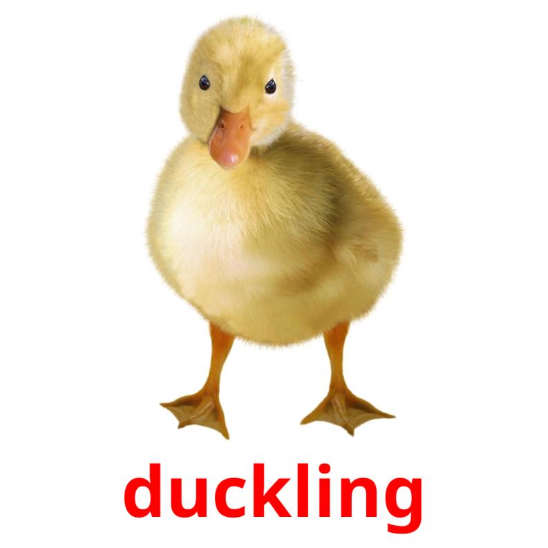 duckling picture flashcards