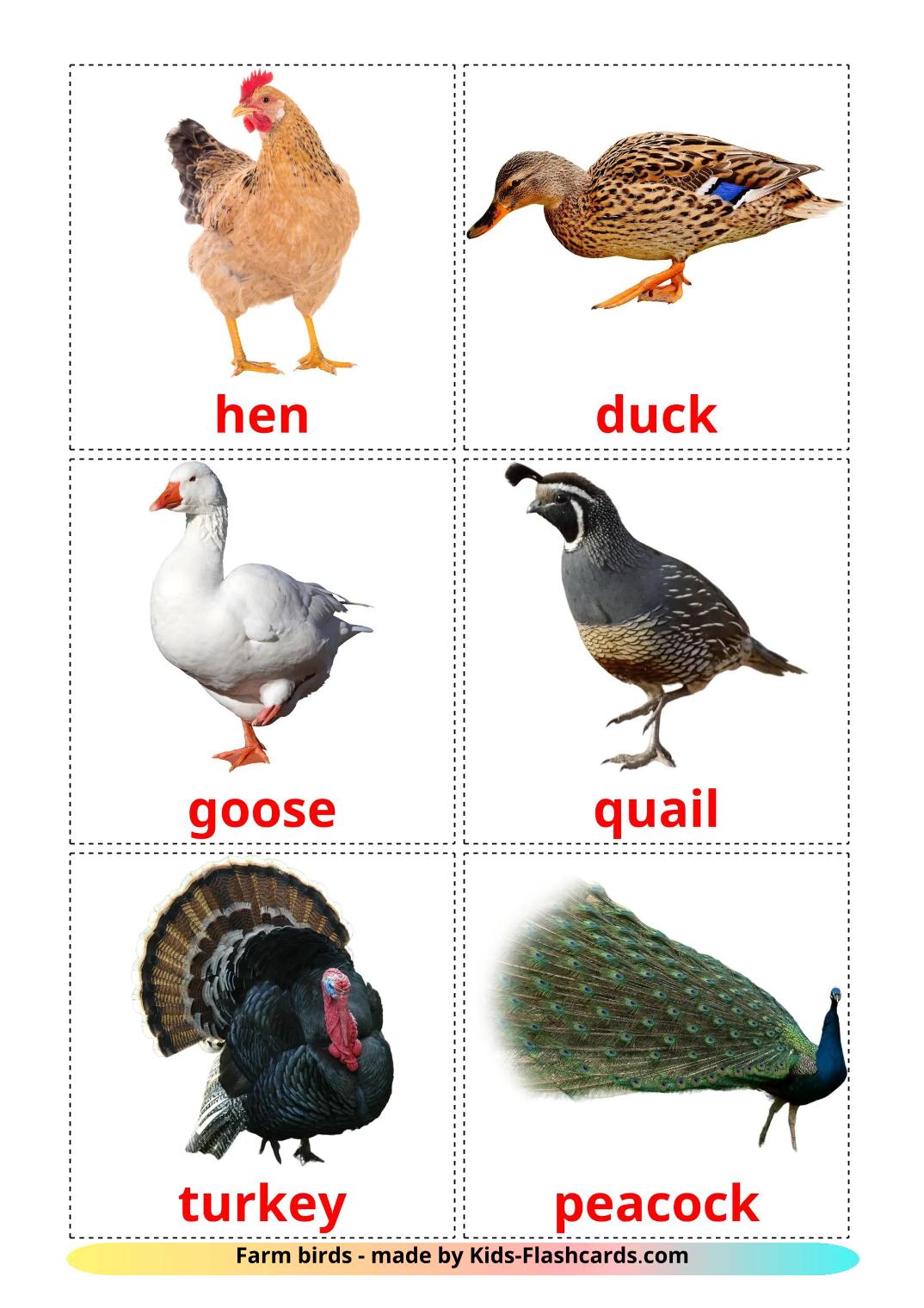 Les Oiseaux de Ferme - 11 Flashcards anglais imprimables gratuitement