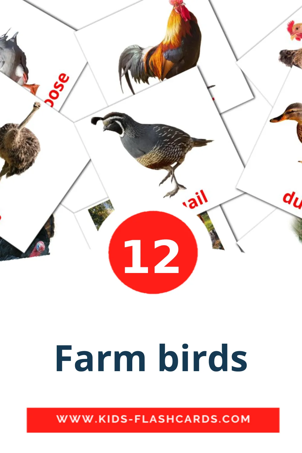 12 cartes illustrées de Farm birds pour la maternelle en anglais