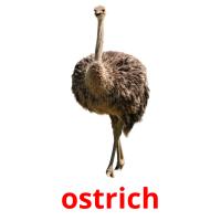 ostrich picture flashcards