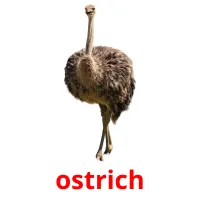 ostrich Tarjetas didacticas