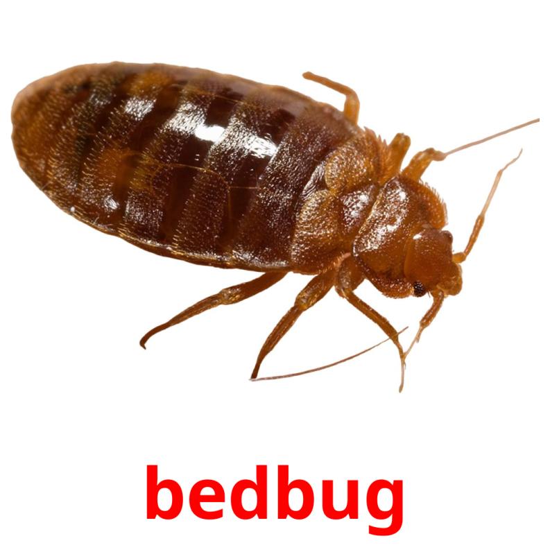 bedbug picture flashcards
