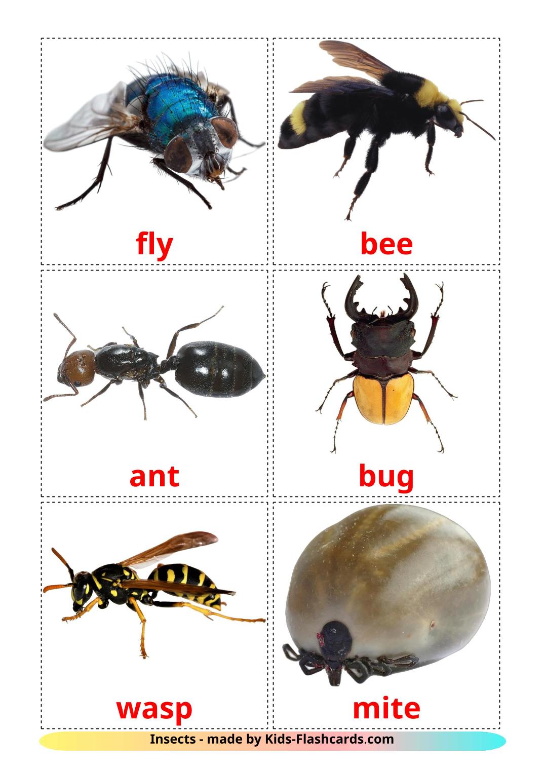 Les Insectes - 23 Flashcards anglais imprimables gratuitement