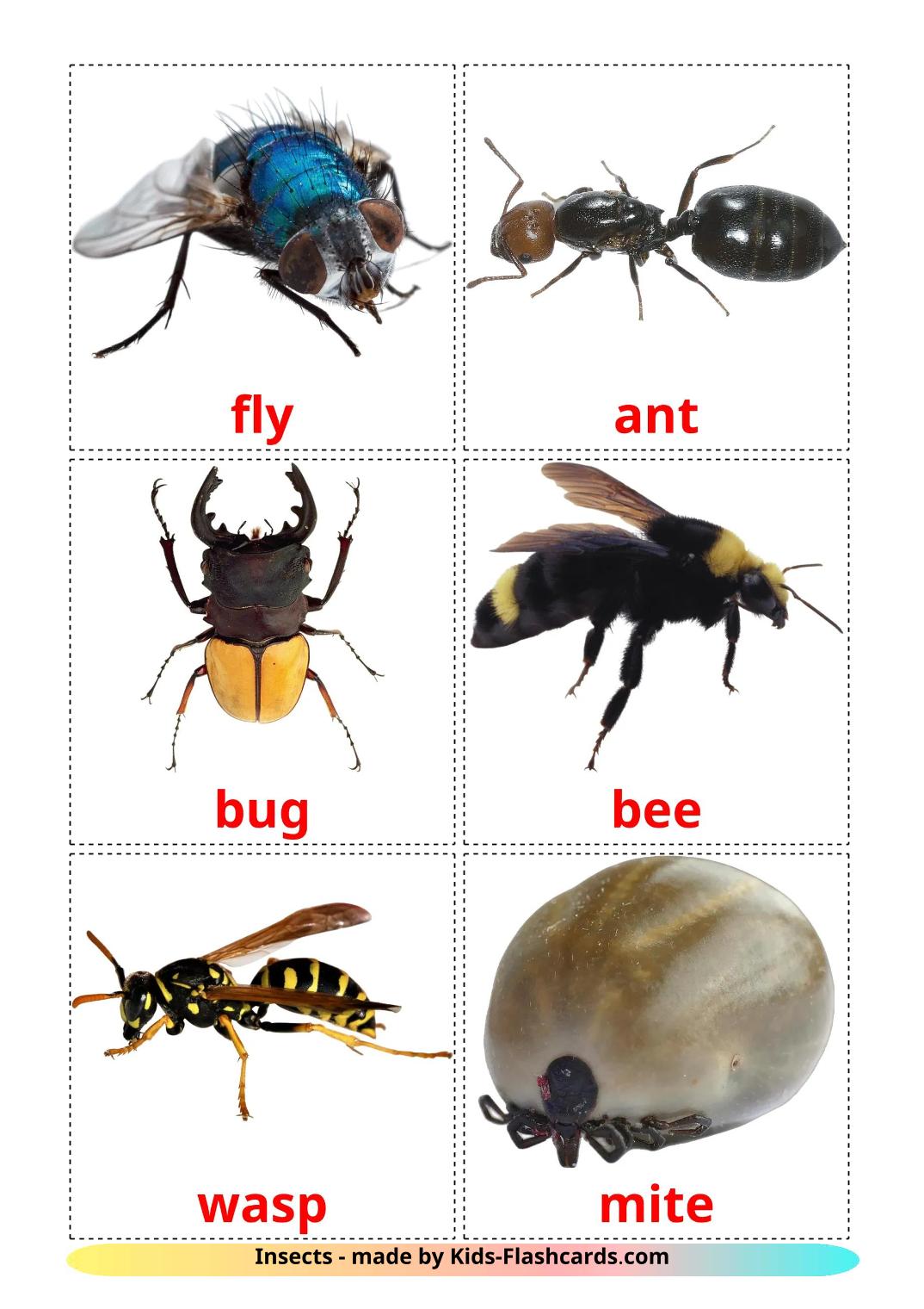 Les Insectes - 23 Flashcards anglais imprimables gratuitement