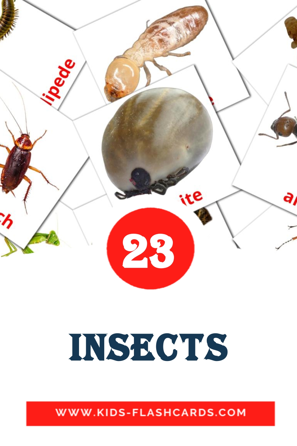 23 cartes illustrées de Insects pour la maternelle en anglais