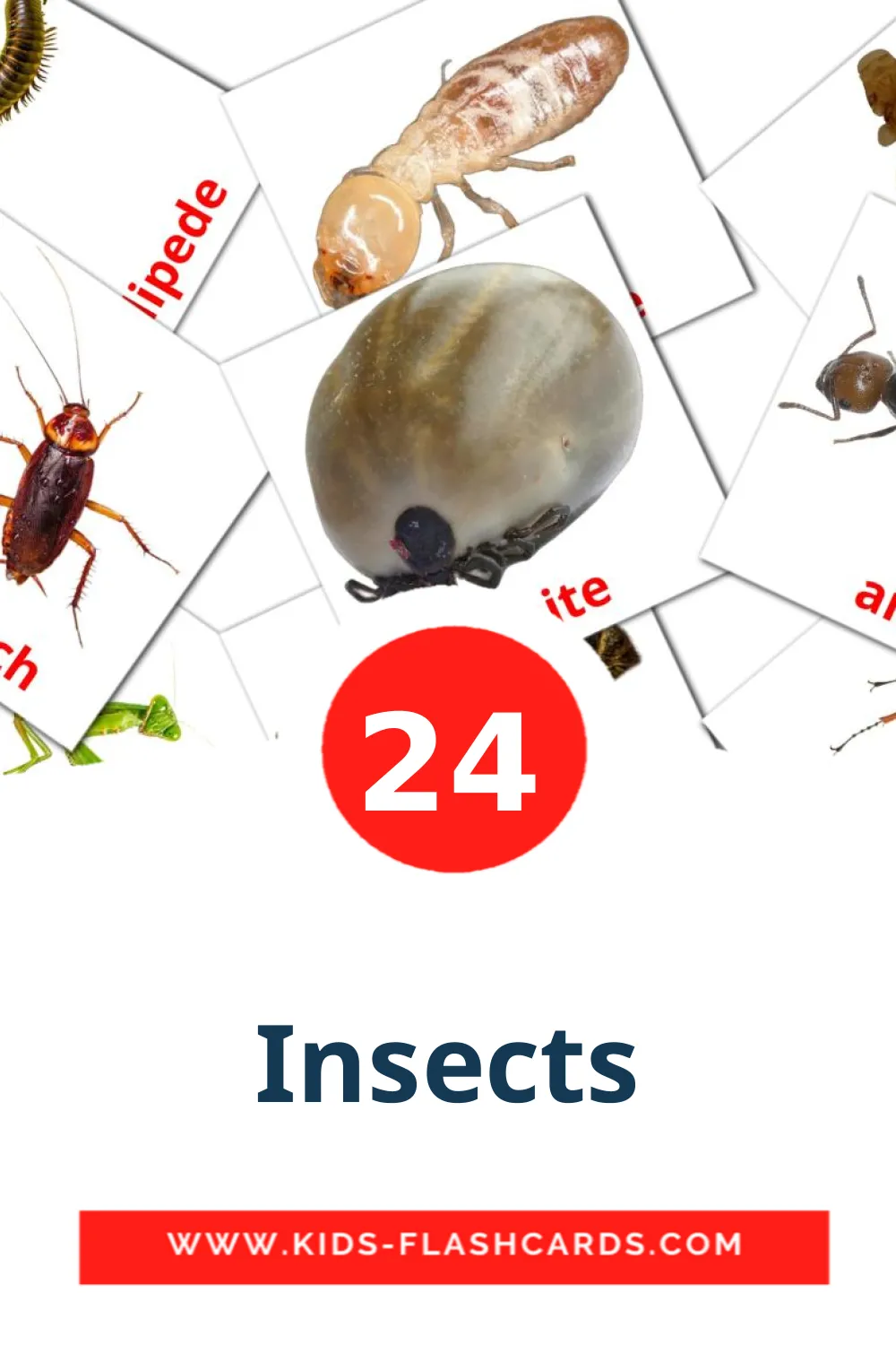 24 tarjetas didacticas de Insects para el jardín de infancia en inglés