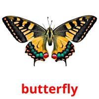 butterfly picture flashcards