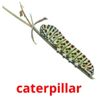 caterpillar Tarjetas didacticas