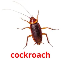 cockroach Tarjetas didacticas