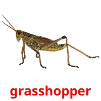 grasshopper Tarjetas didacticas